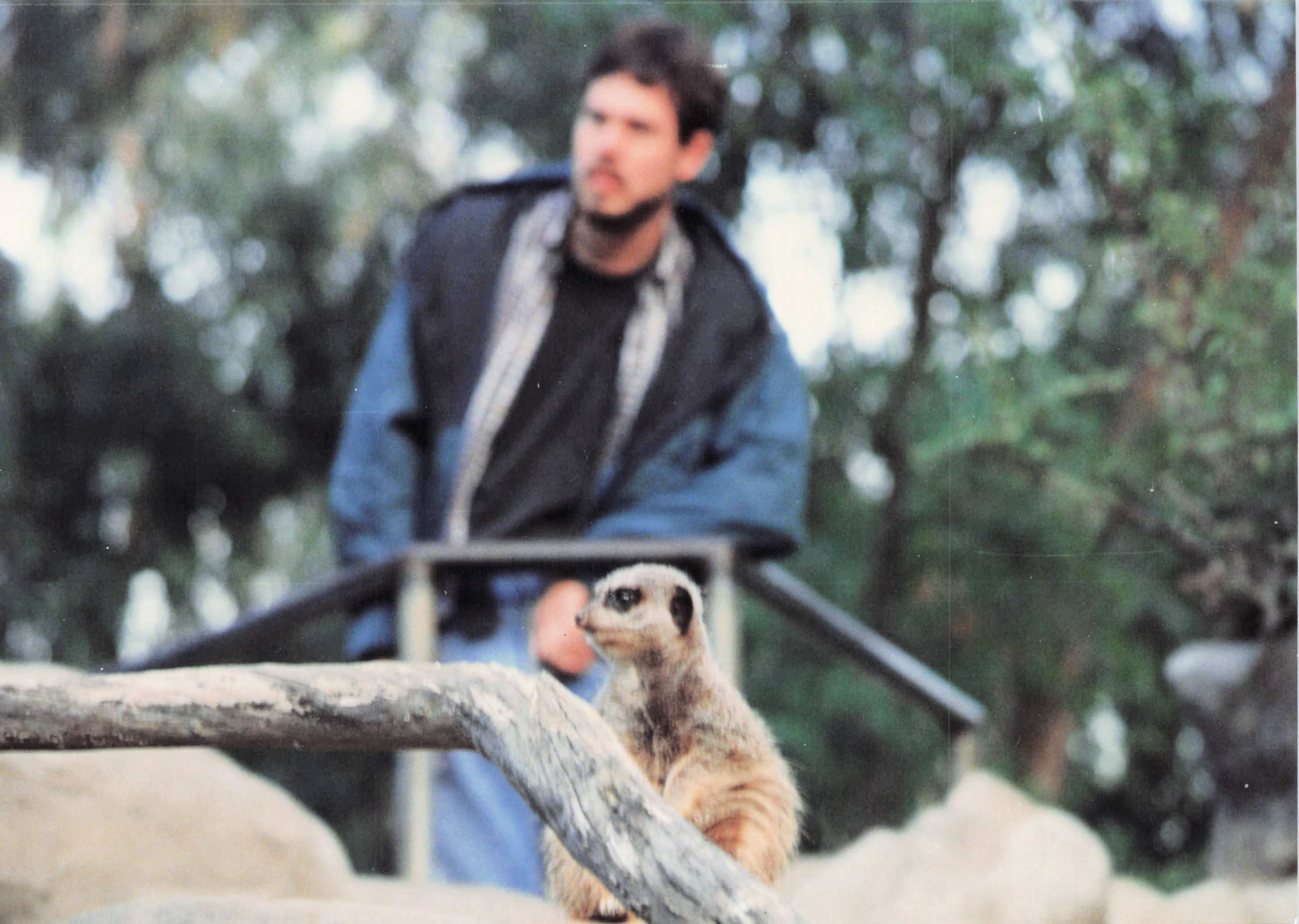 Meerkat (foreground); Ault in the background.