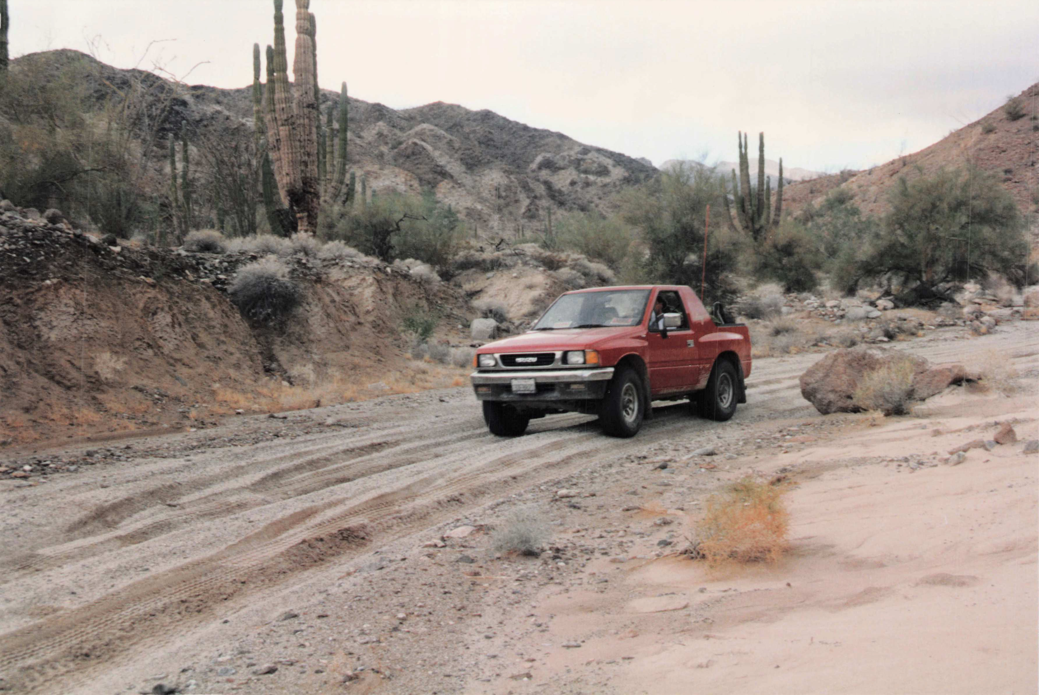 Amigo driving a sandy Baja desert track with cardón cacti