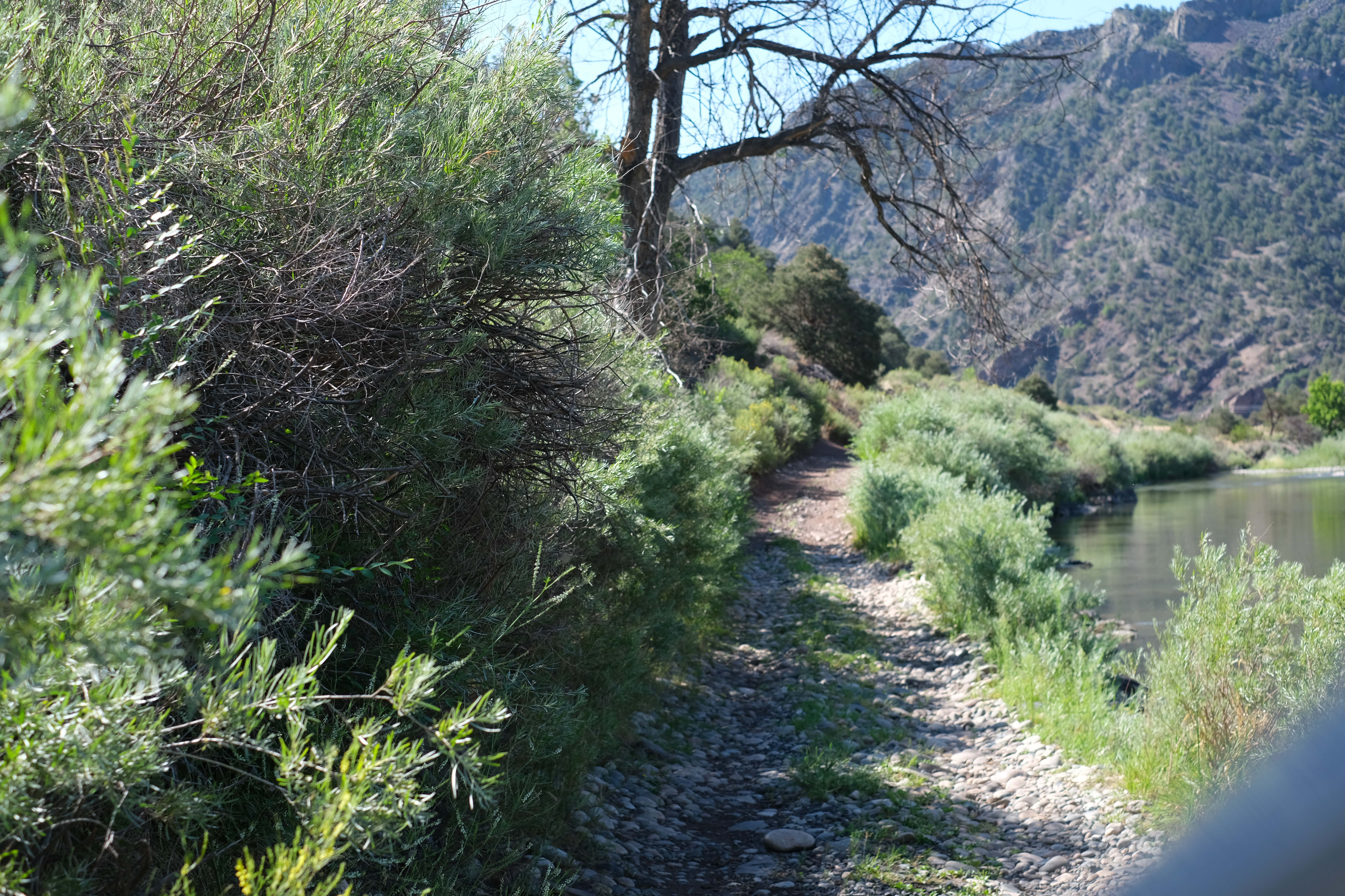 Lower Badger Creek — a rocky footpath along the water, brush and dry mountainside on both sides.