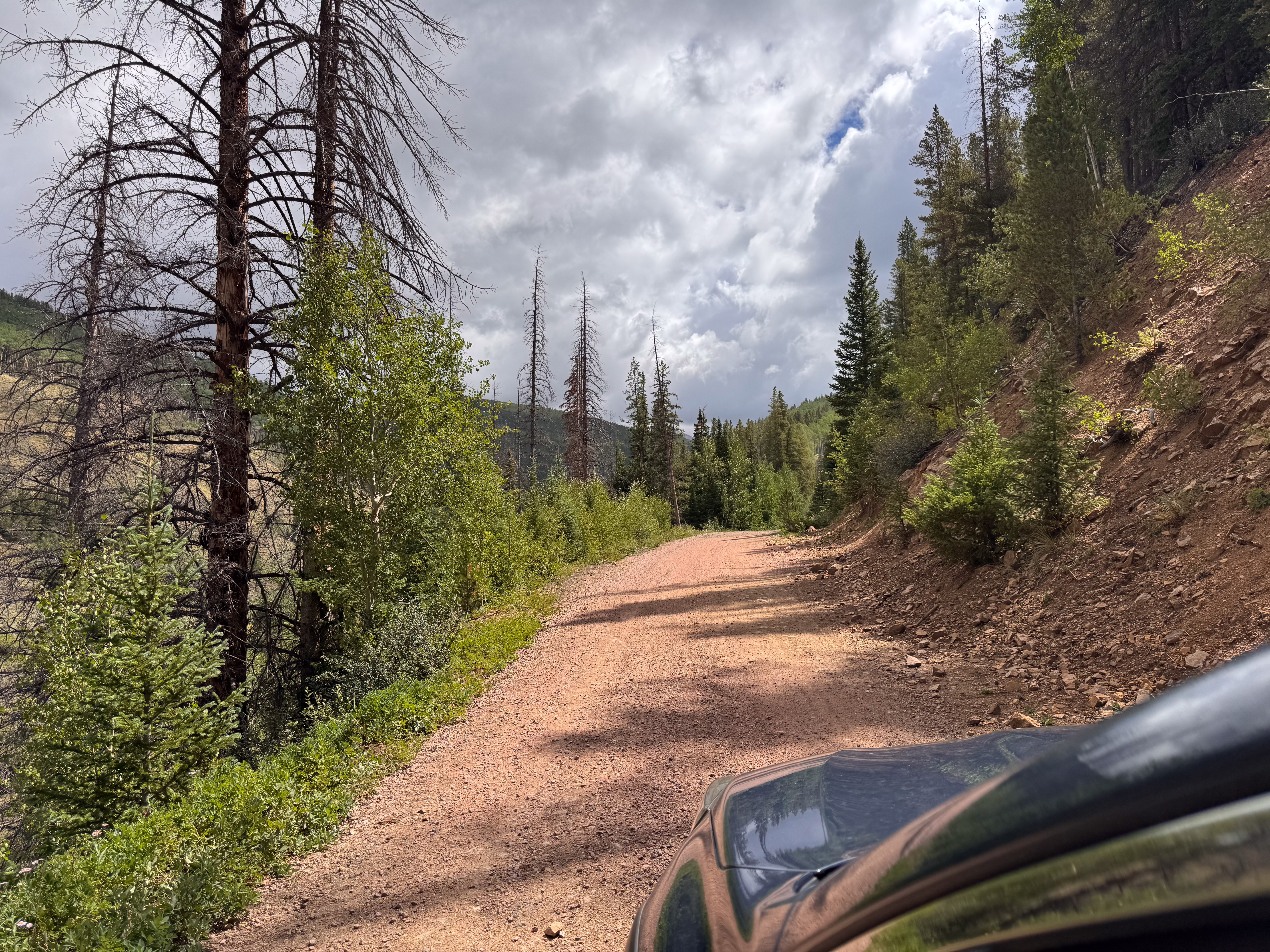 The dirt road up to Marshall Pass, dead standing snags among the aspens.