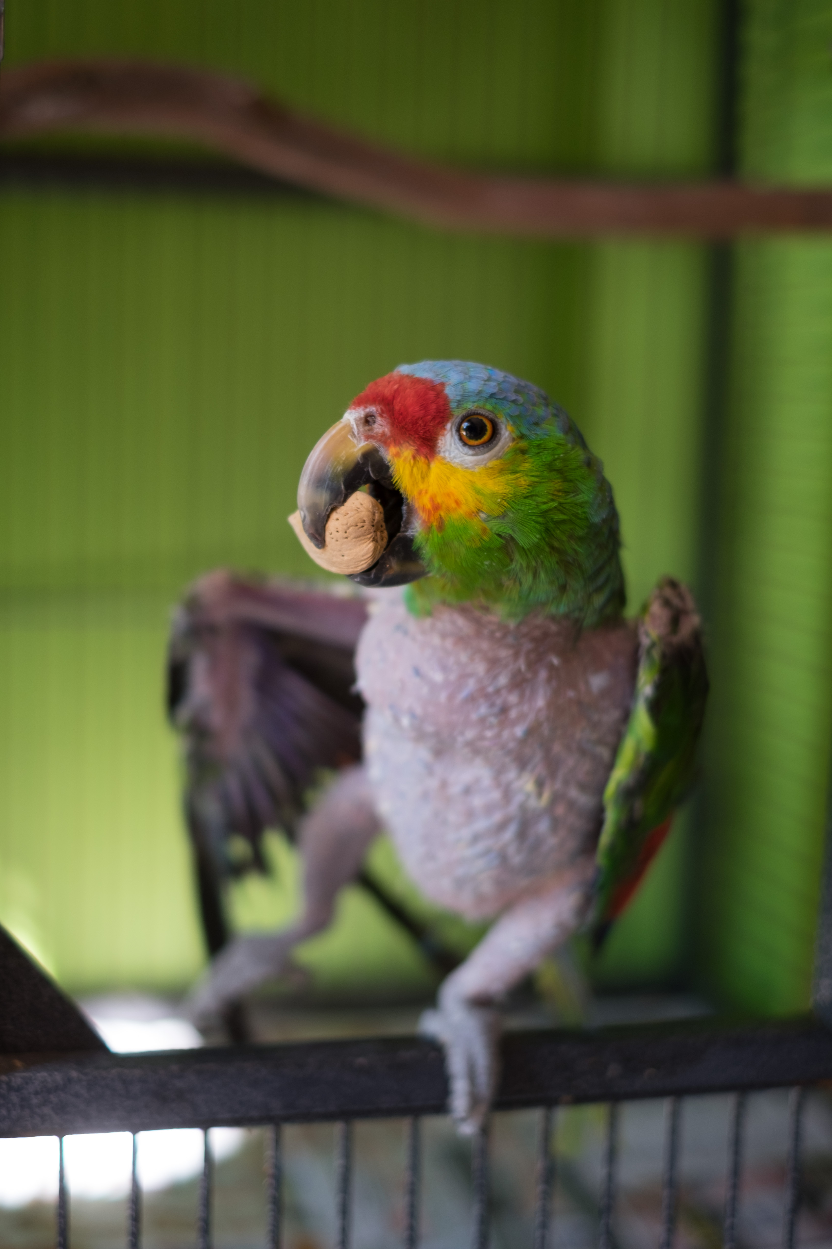 Pickles — not beautiful, but great personality. Holding a peanut.