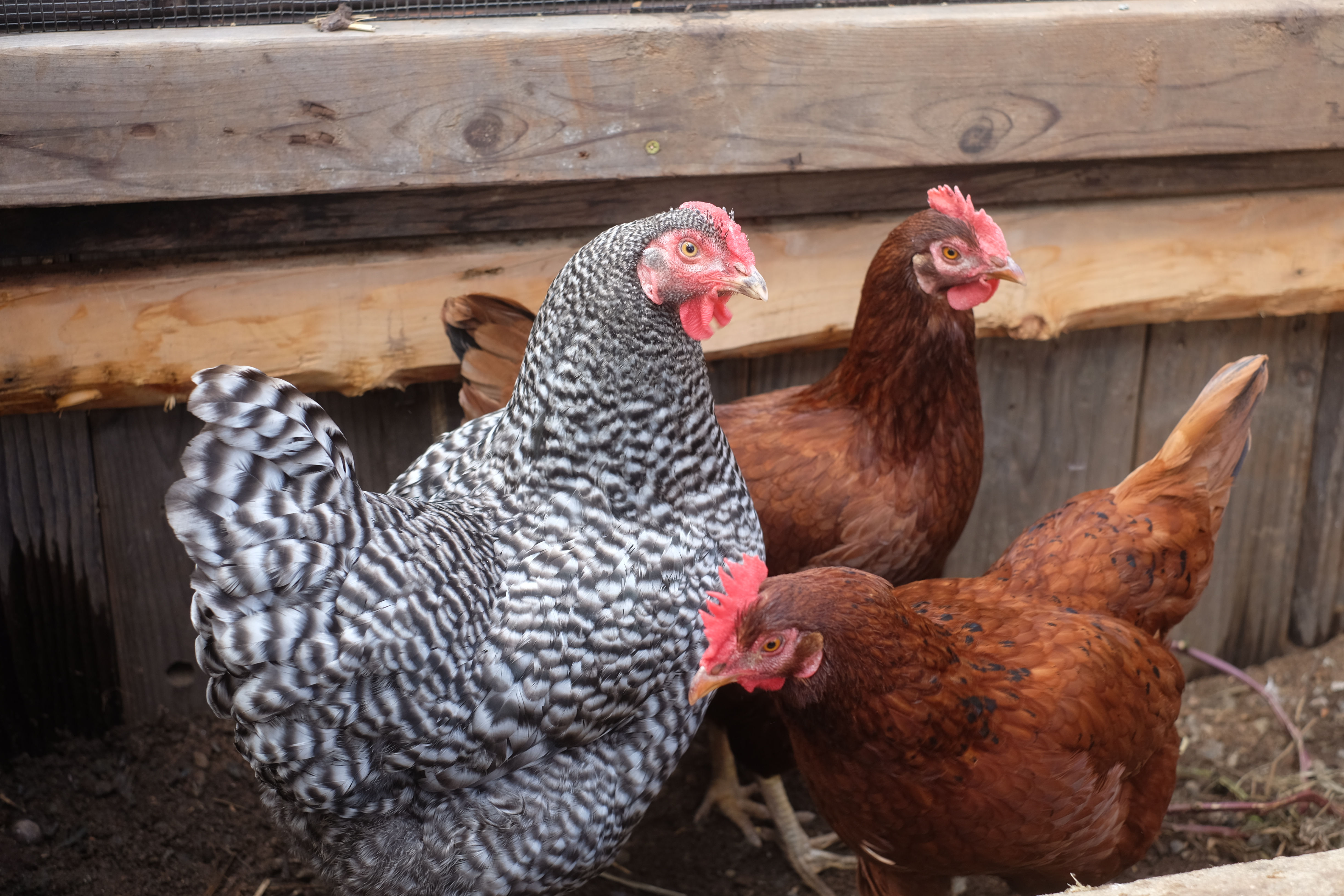 Peaches the Barred Plymouth Rock between two Rhode Island Reds, in the backyard coop — March 2018