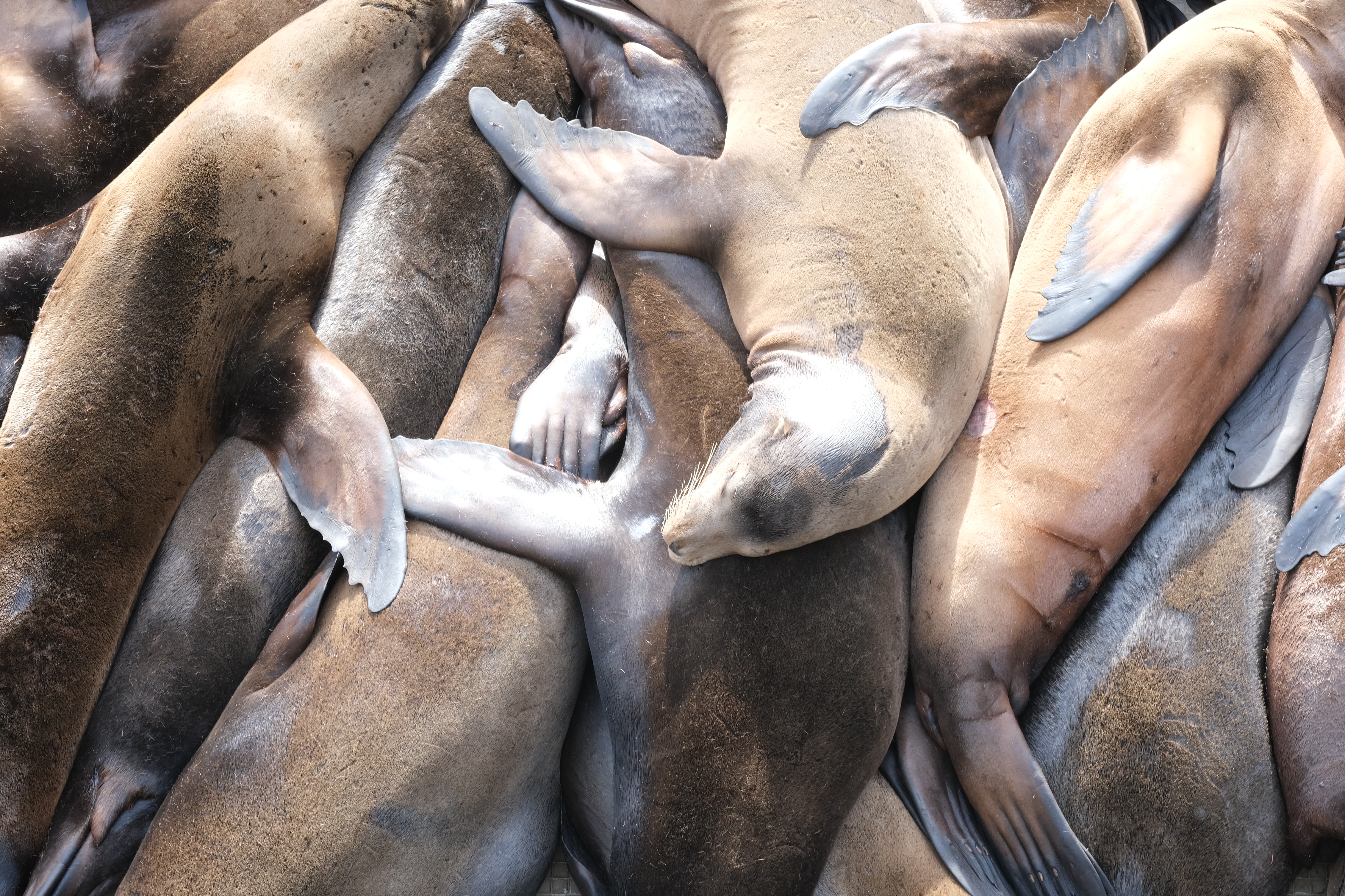 Sea lions at Newport