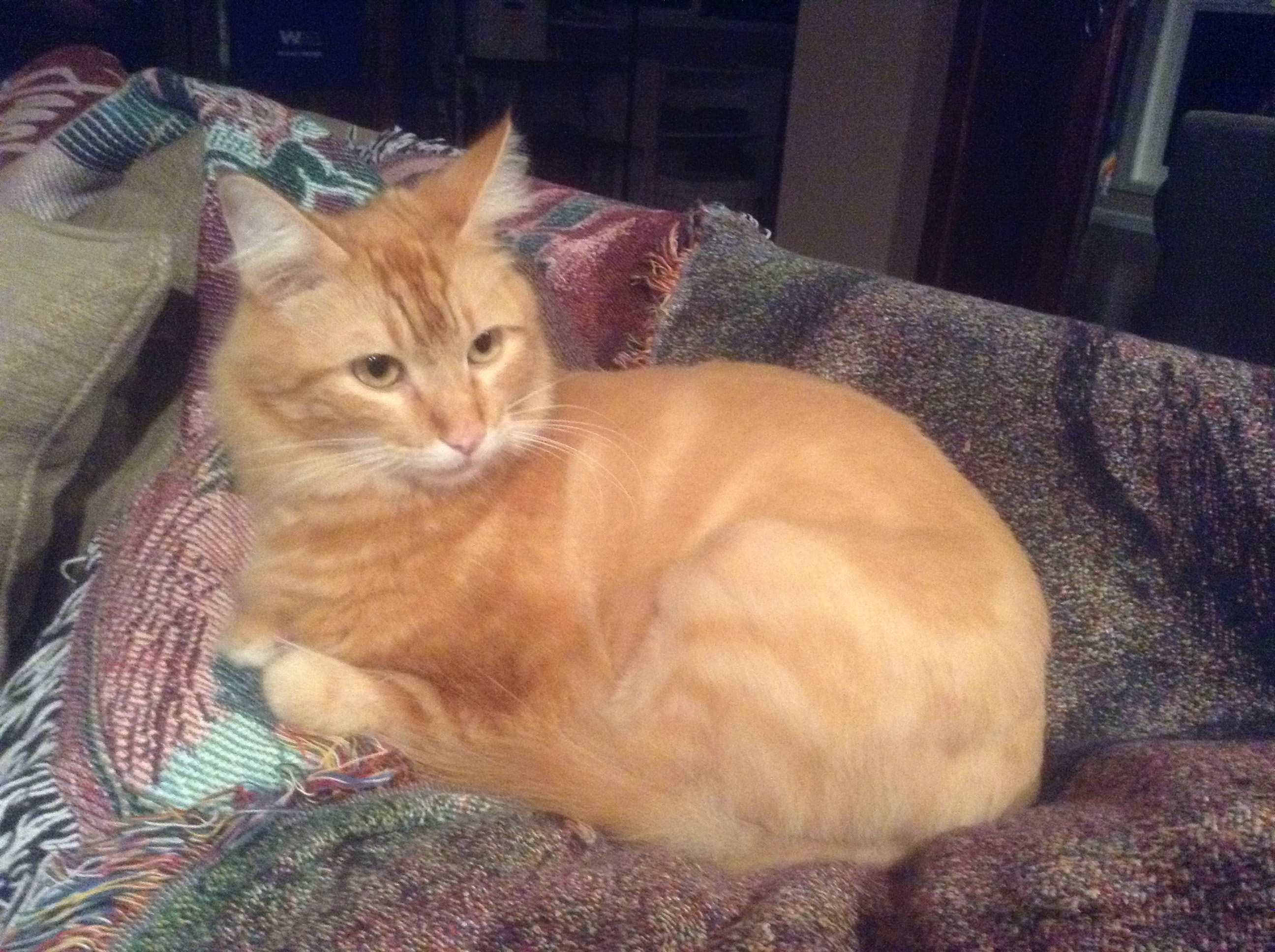 Masala — Fred and Becke's orange tabby cat