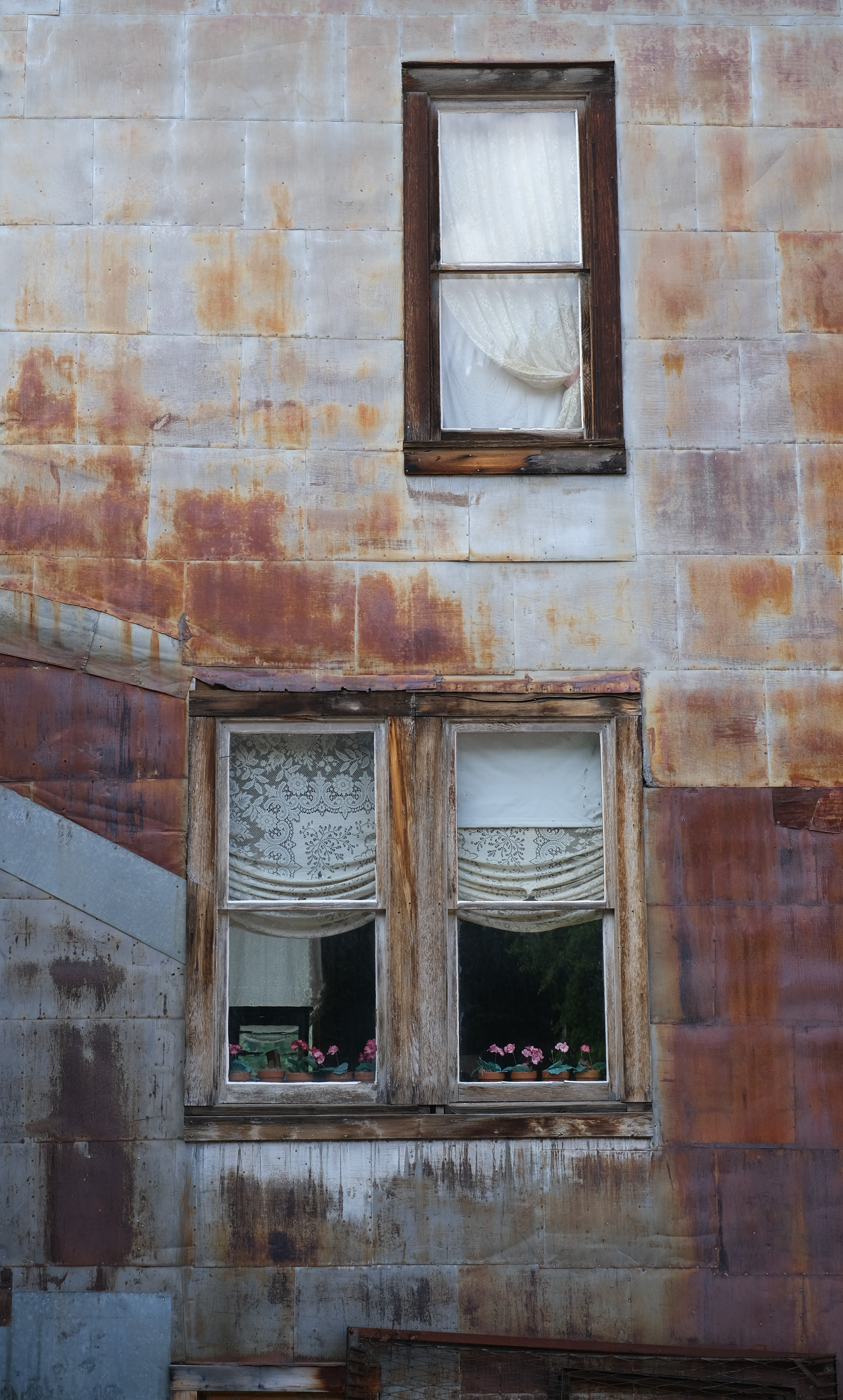 A rusted corrugated-metal building facade with two old wood-framed windows — lace curtains and potted pink flowers visible on the sills inside.