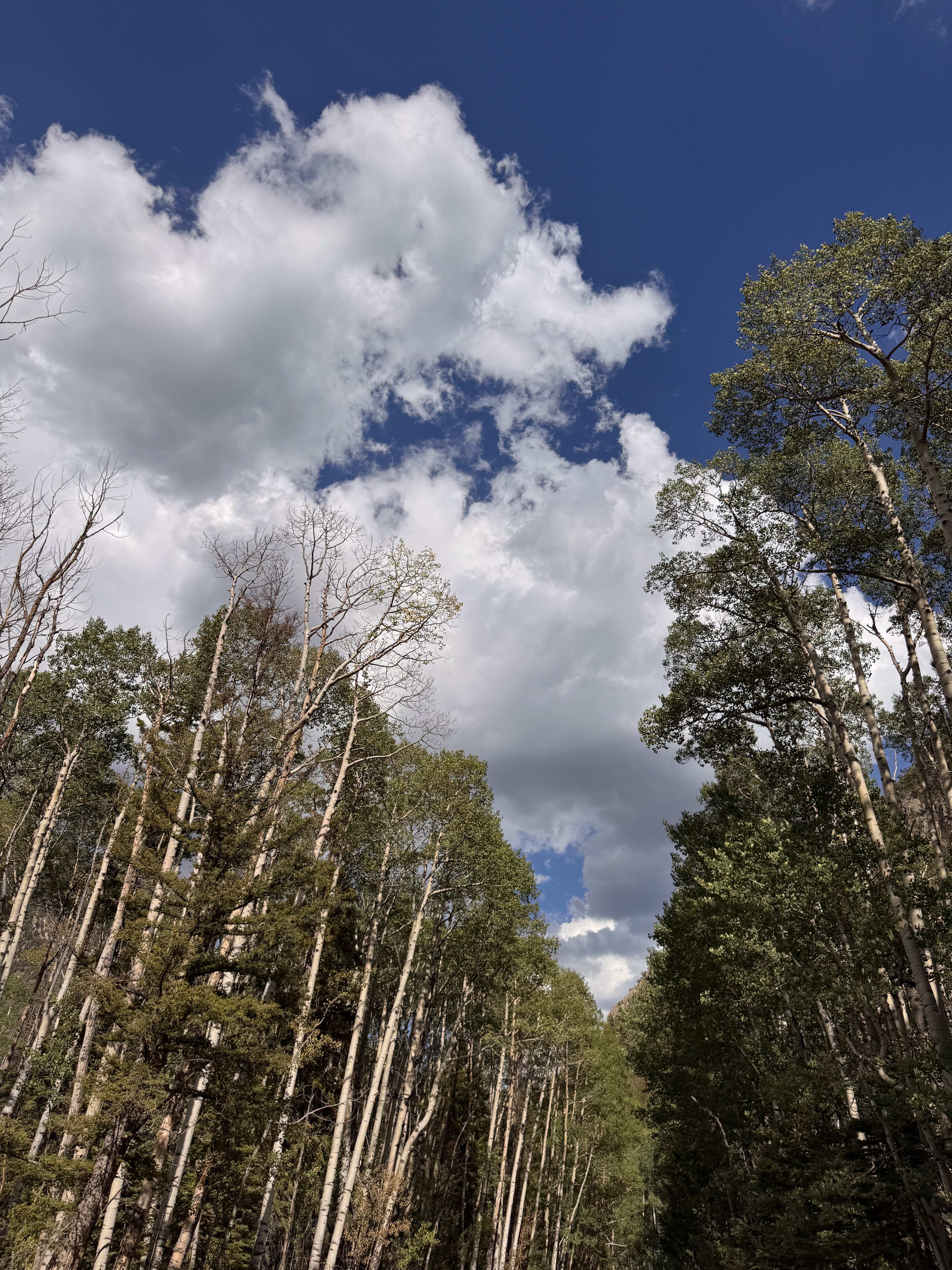 Looking up through an aspen and conifer grove at a tall cumulus cloud against deep blue sky.
