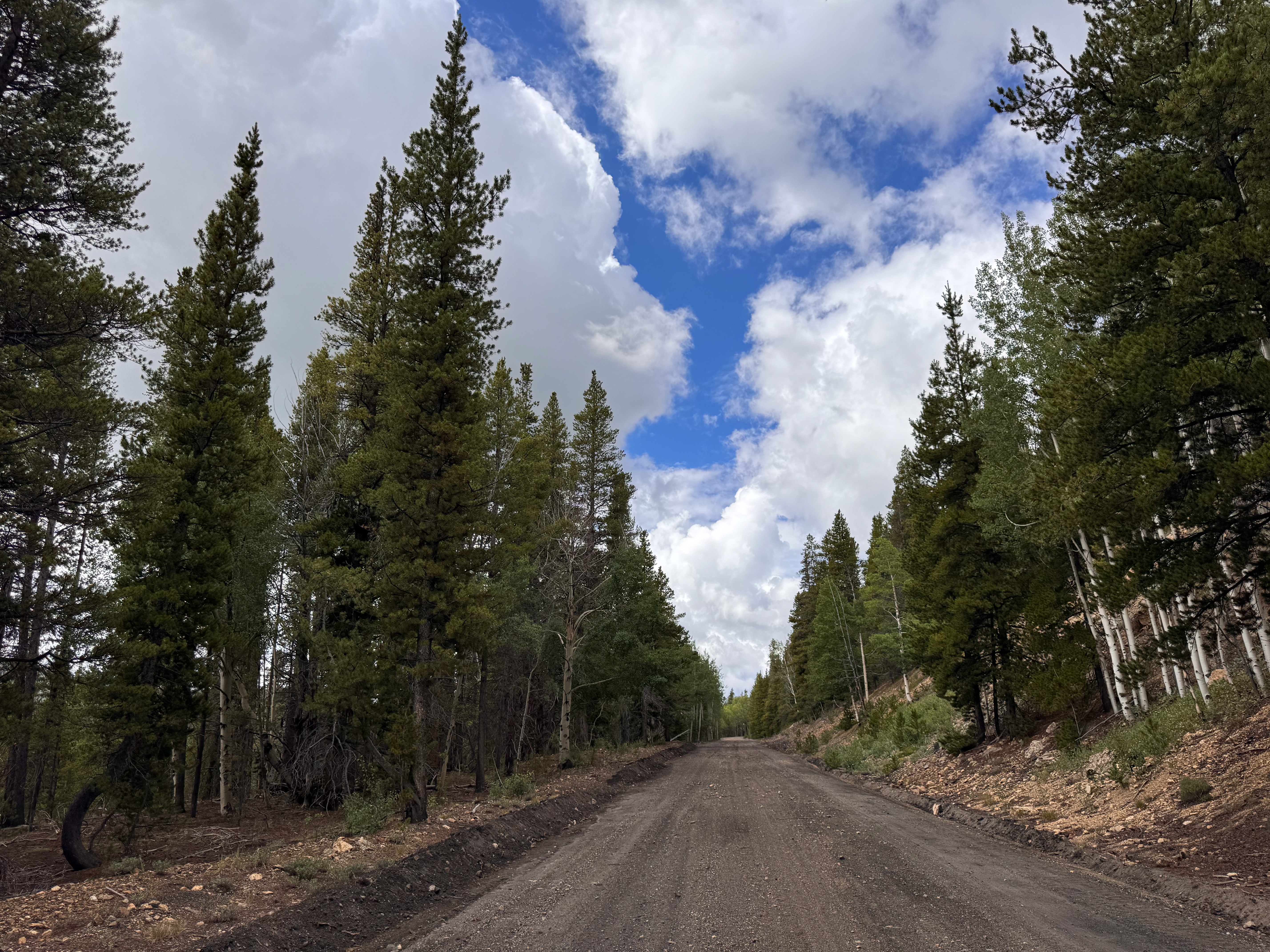 The dirt road up to Marshall Pass, dramatic clouds framed between the treetops.