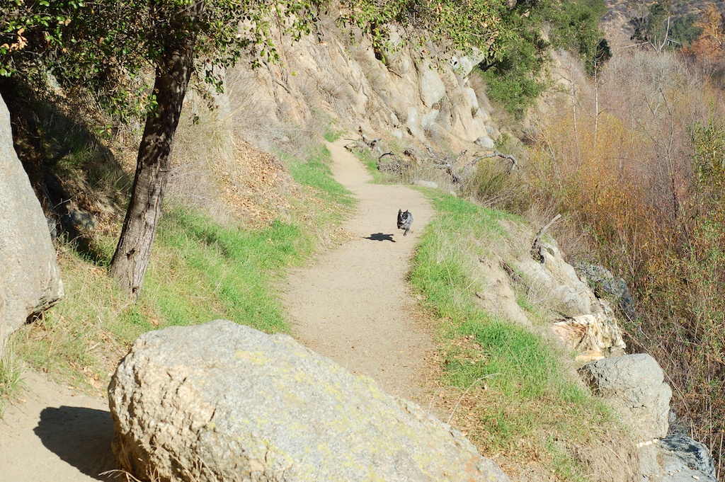 Dora on the trail