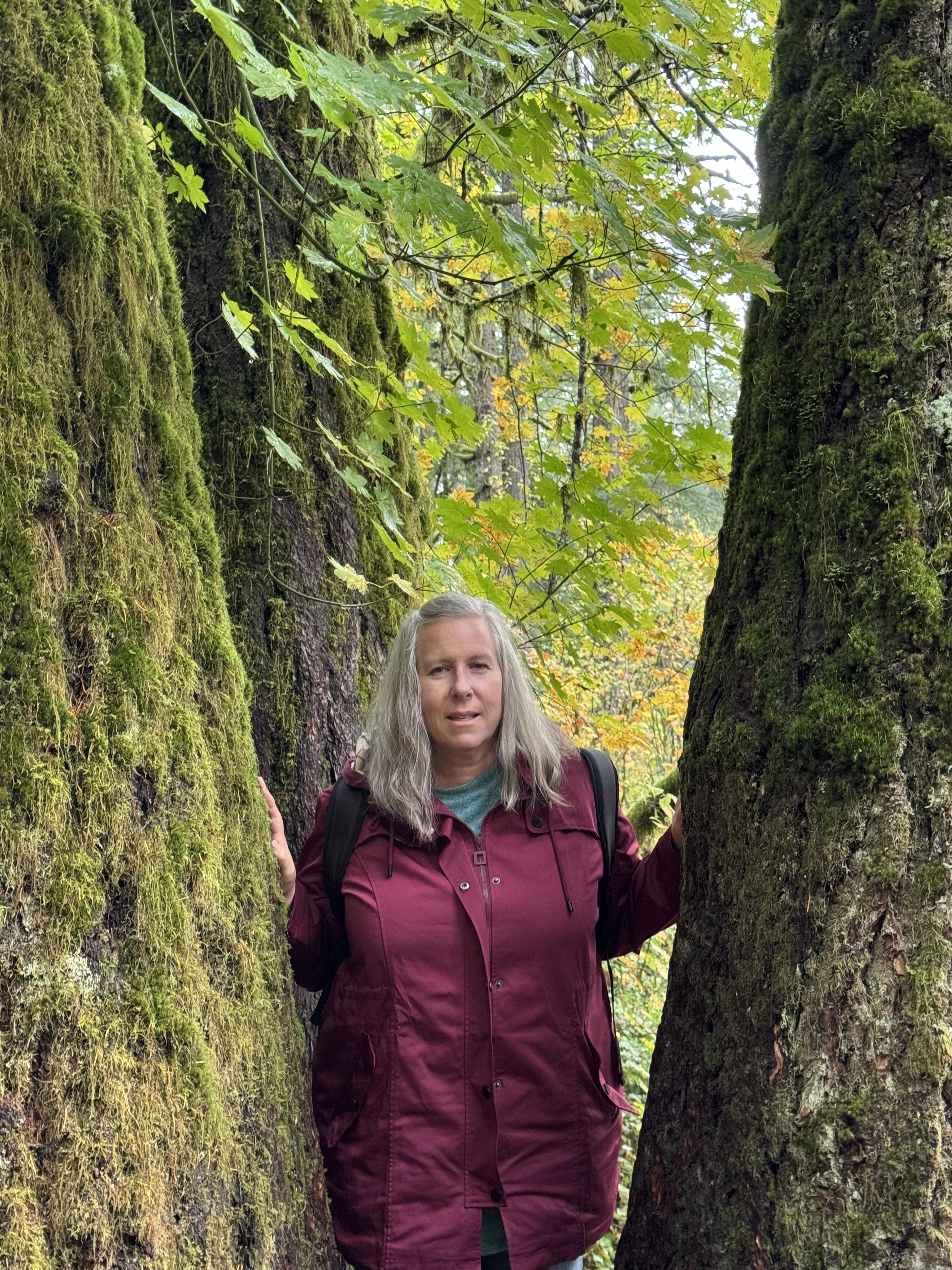 Becke under a mossy log